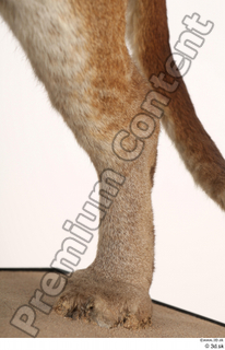 Asian golden cat Catopuma Temminckii leg 0038.jpg